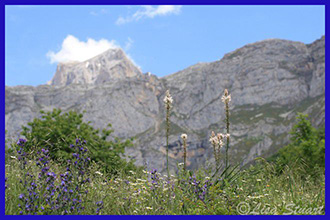 Meadow near the cable car