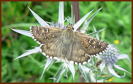 Oberthurs grizzled skipper