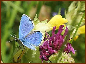 adonis blue