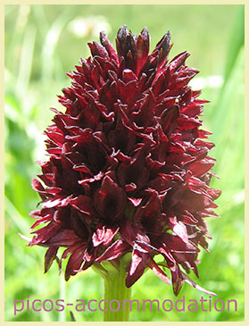 Black vanilla orchid, Nigritella gabasiana black vanilla orchid