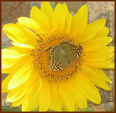 cardinal on sunflower
