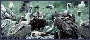 carlos sanz griffons