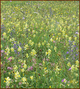 flower meadow