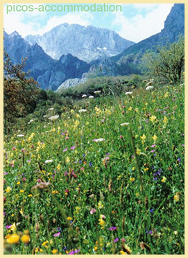 A hay meadow in Peñarrubia hay meadow picos