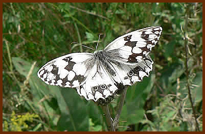 iberian marbled white