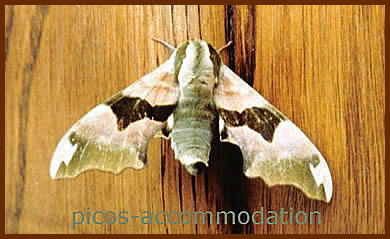 lime hawkmoth