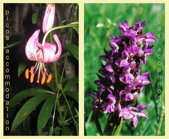 Martagon lily and Early purple orchid martagon lily early purple orchid