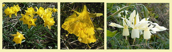 Narcissi asturiensis, bulbocodium and triandrus narcissi