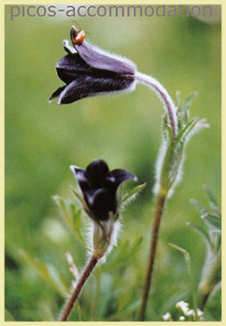 Pasque flowers, Pulsatilla rubra ssp. hispanica pasque flowers