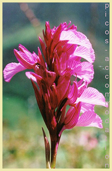 pink butterfly orchid