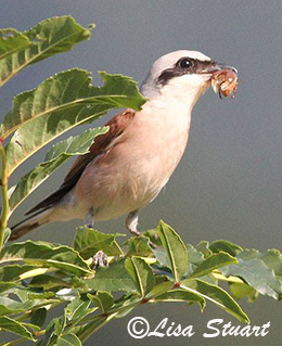 red backed shrike