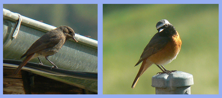 redstarts