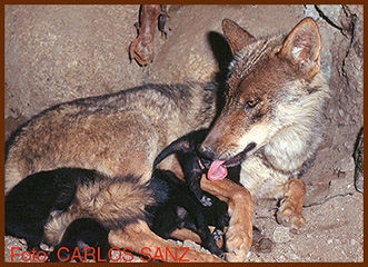 sanz wolf and cubs