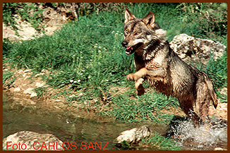 sanz wolf crossing river