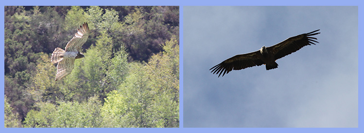 short toed eagle griffon