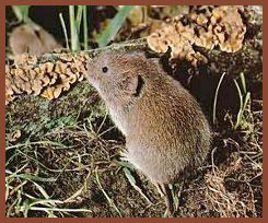 snow vole
