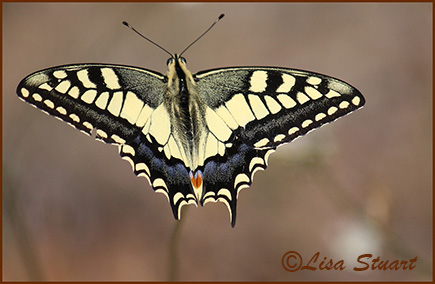 swallowtail