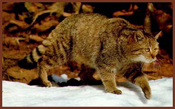wildcat iucn